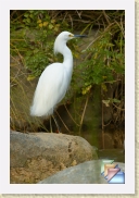 Wild_Birds * (16 Slides)